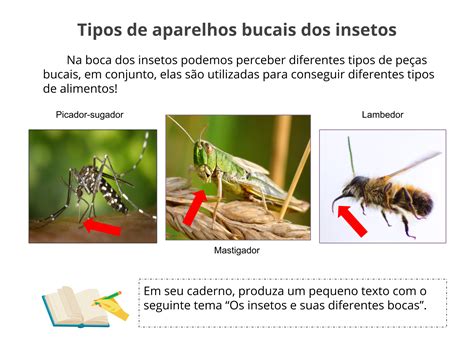 Plano de Aula 3º ano Ciências Os insetos e seus diferentes