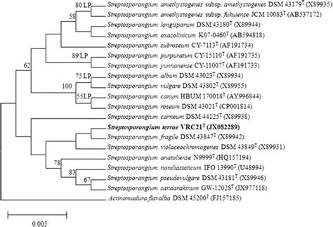 Neighbor Joining Nj Phylogenetic Dendrogram Based On S Rrna Gene