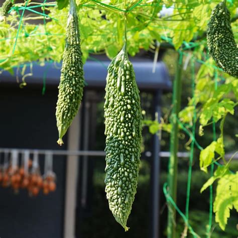 Amazon Japanese Long Bitter Gourd Seeds Goya Bitter Taste For