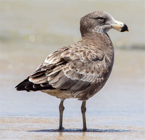 Bird Pacific Gull Barwon Bluff