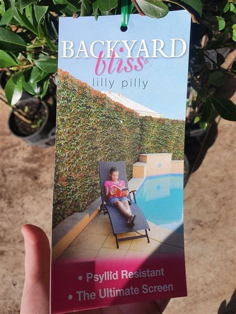 Syzygium Backyard Bliss Lilly Pilly Pot Backyard Hello Hello