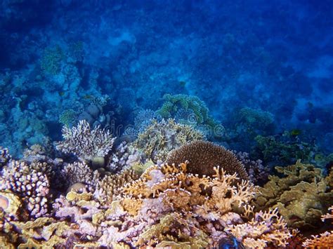 Mar Submarino De Recifes De Coral De Sonho No Mar Vermelho Foto De