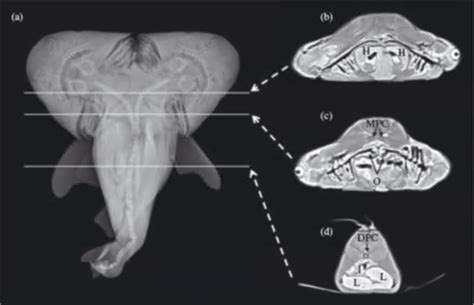 Two-headed sharks... fact or fiction? - SUBMON