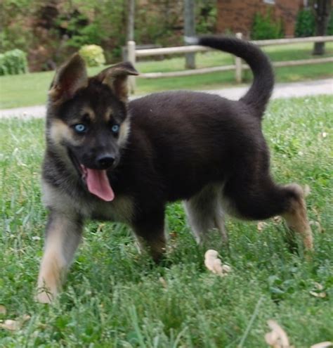 Black Husky German Shepherd Mix