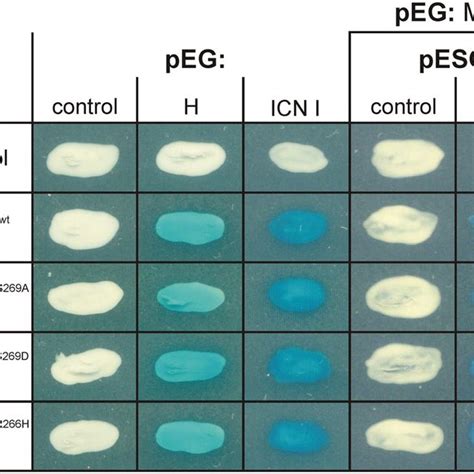 Yeast Two And Three Hybrid Interaction Assays Direct Protein Protein