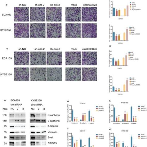 Hsa Circ 0003823 Promoted Proliferation Migration And Invasion Of ESCC