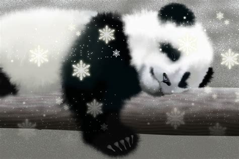 Baby Panda In Snow Wallpaper