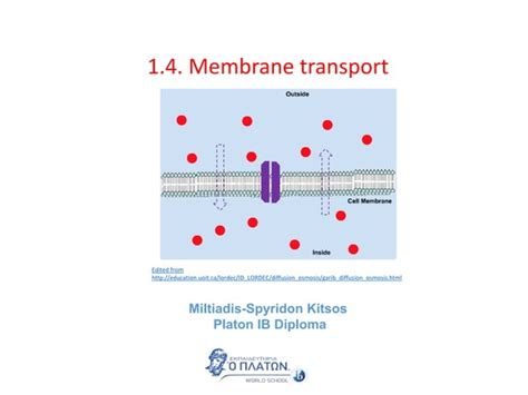 Membrane Transport Ppt