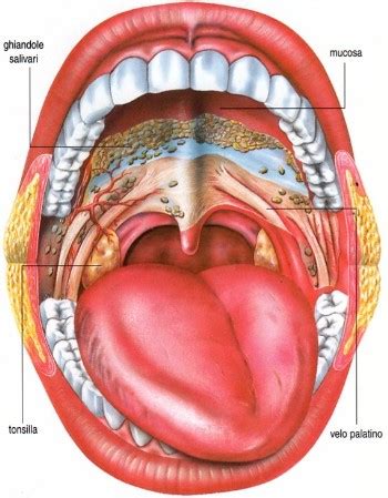 Tumore Del Cavo Orale Sintomi Fattori Di Rischio Diagnosi Cura E