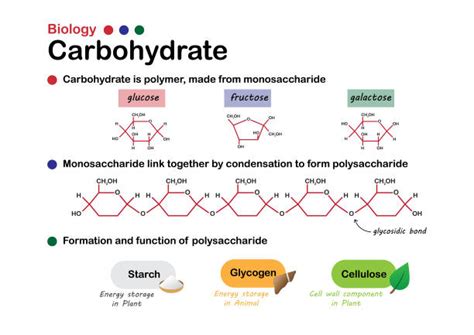 Carbohydrate Molecule Illustrations Royalty Free Vector Graphics