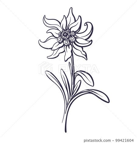 Edelweiss Flower Drawing | Best Flower Site