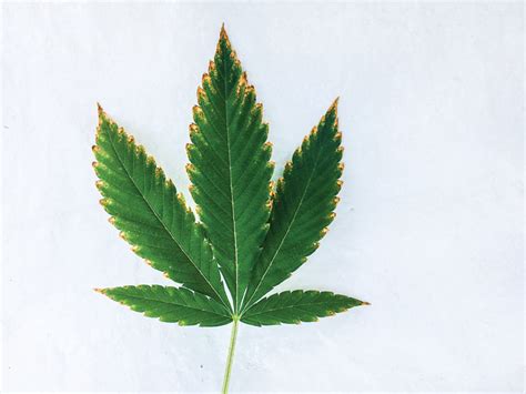 Yellowing Leaves? - Cannabis Business Times