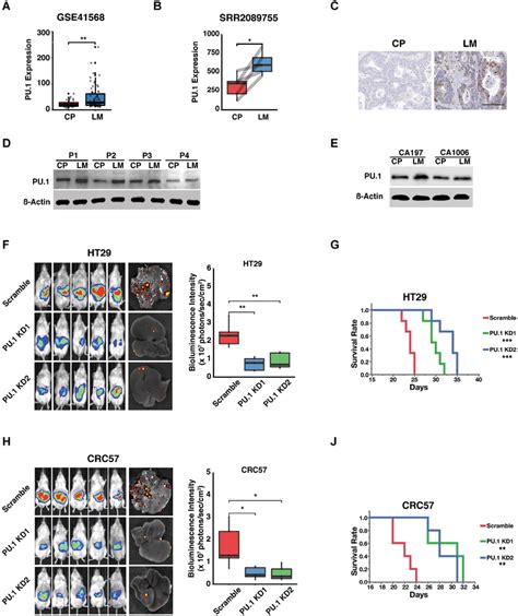 Pu1 Is Upregulated In Crc Liver Metastases And Promotes Crc