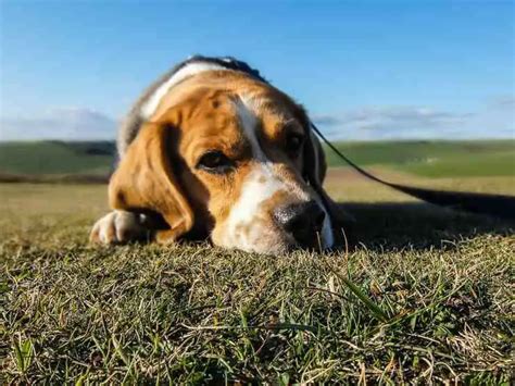 Cuánto tiempo vive el perro epiléptico lo que es importante saber