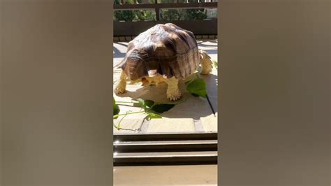 可愛的屁屁 Turtle 烏龜 Sulcata 蘇卡達 象龜 陸龜 盾臂龜 不龜路 Youtube