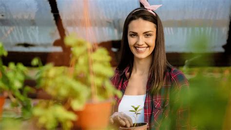 Growing Saffron Using Aeroponics Steps To Follow