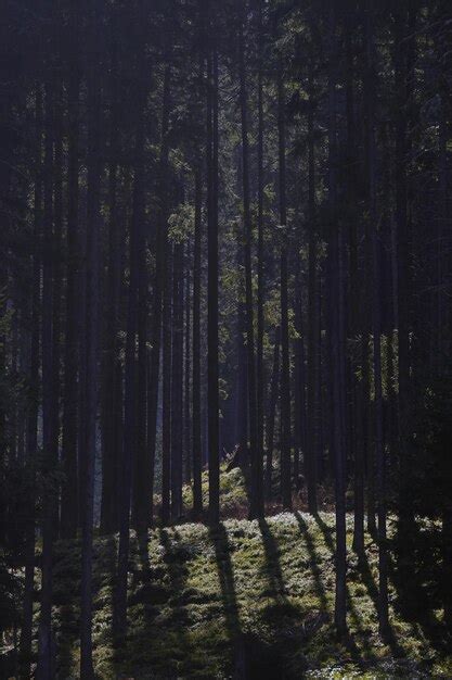 Premium Photo Trees In Forest