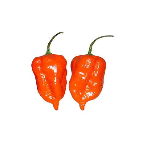 Habanero Orange - Seeds – Sandia Seed Company