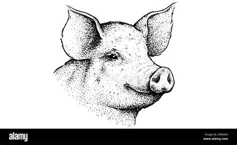 Pork Pig Head Vintage Retro Print Black White Pig Sketch Ink Pencil