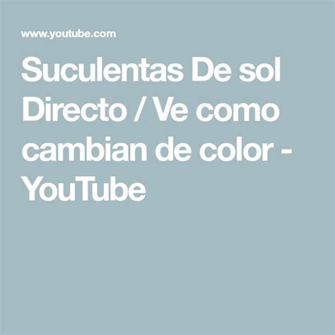 Suculentas De Sol Directo Ve Como Cambian De Color YouTube