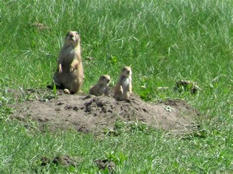 Life on the Open Road: Wildlife in the Black Hills