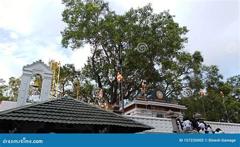 Sri Maha Bodhi Tree Jaya Sri Maha Bodhi Is A Sacred Fig Tree In The