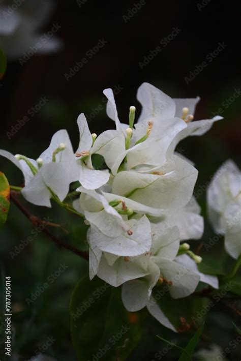 Bougainvillea Spectabilis Also Known As Great Bougainvillea Is A