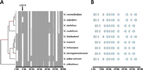 Mitochondrial genome alignments. A. Whole mitochondrial genome ... 
