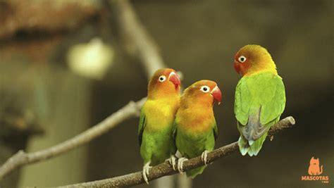 Agapornis Caracter Sticas Razas Y Cuidados Mascotas Y M S