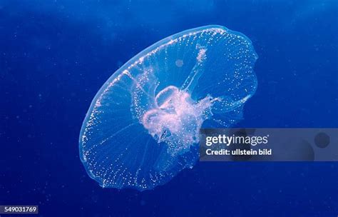 Moon Jellyfish Habitat Photos and Premium High Res Pictures - Getty Images