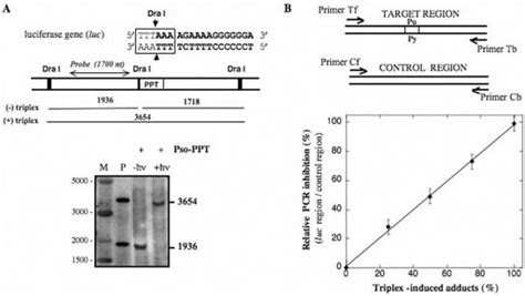 Quantification Of Triplex Formation A Quantification Of Triplex