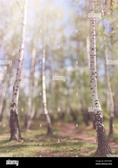 Birch Grove On Sunny Day Lush Greens Blurred Tall Trees Nature