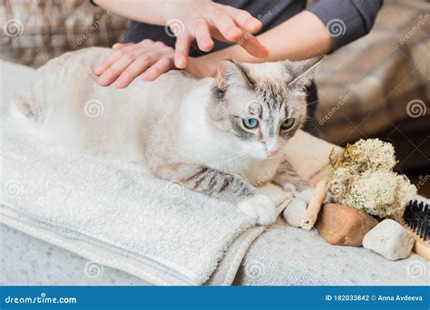 Start of the Cat Massage. Relaxation. Stroking of the Back Stock Photo ...