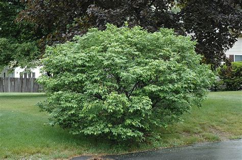 Compact Winged Burning Bush Euonymus Alatus Compactus At Echter S