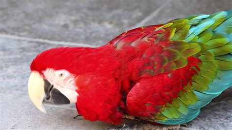 Red Ara Parrot Red Macaw Eating Food Close Up High Quality 4k