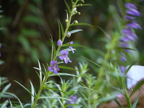 How To Plant And Grow Willowleaf Angelon Angelonia Salicariifolia