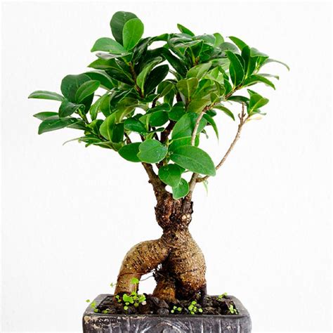 Ficus Ginseng o Bonsái Cuidados y Como Fertilizar