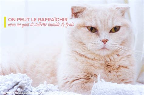 Astuces Pour Prot Ger Son Chat De La Canicule Chatterie Nekobaa