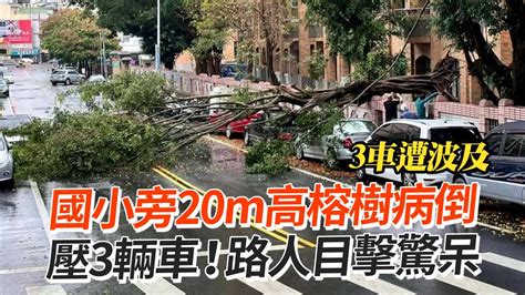 草屯國小旁20m高榕樹病倒 壓毀3輛車！路人目擊驚呆｜南投｜褐根病｜社會大小事精選 Youtube