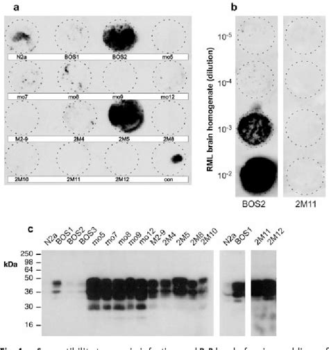 Figure From Scrapie Prion Protein Accumulation By Scrapie Infected