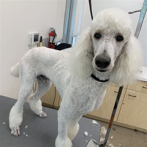 Available Dogs – Arizona Poodle Rescue