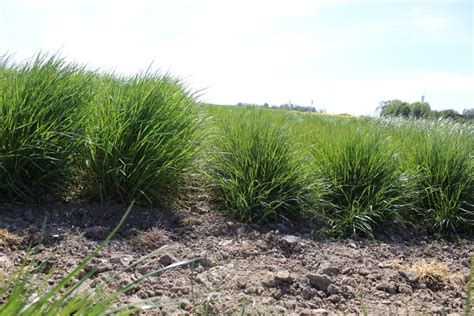 Fraudulent Polish Grass Seed Placed On EU Market | Seed Today