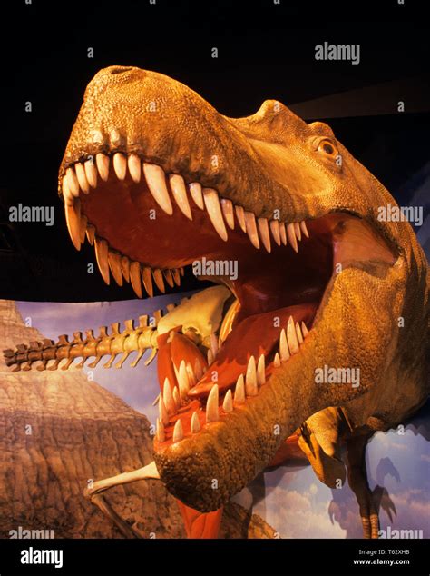 Dientes Afilados Albertosaurus Fotos E Imágenes De Stock Alamy