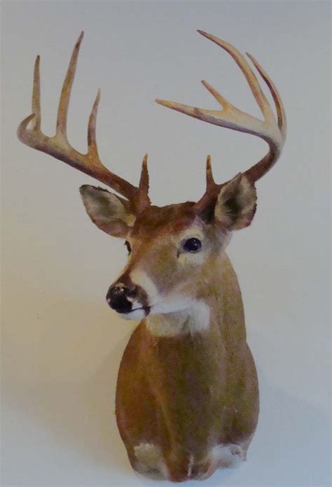 10 POINT PENNSYLVANIA TAXIDERMY WHITETAIL DEER BUCK SHOULDER MOUNT