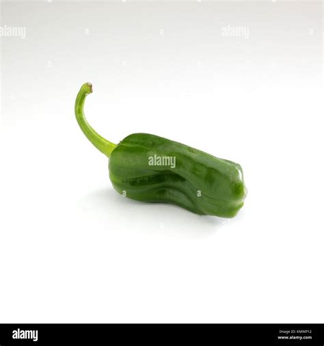 Poblano Pepper Plant Hi Res Stock Photography And Images Alamy