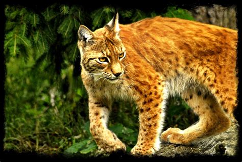 Lynx At Borås Zoo In Sweden Photo Challenge Photography Contests Photo