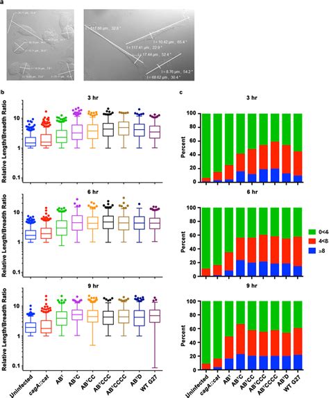 CagA EPIYA-C and-D motifs affect the timing but not the ultimate ... 