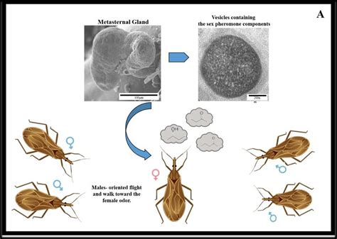 An Overview Of Mating Behavior In Triatomine Species Metasternal Gland Download Scientific