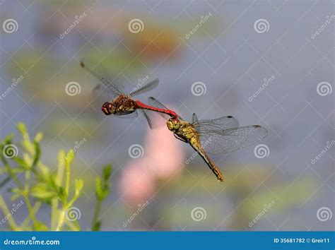 Two Red Dragonflies Mating In Flight Stock Photo Image Of Close