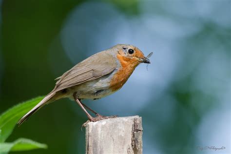 Rougegorge Familier Erithacus Rubecula European Robin Flickr